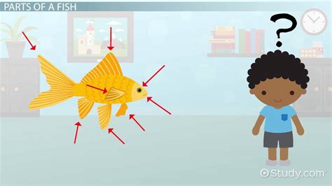 study of fish|Fish Anatomy Lesson for Kids .